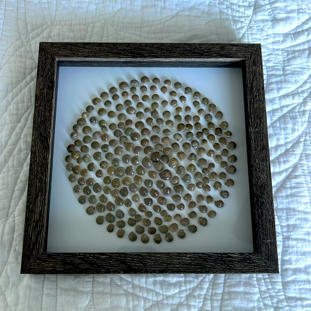 SEA SHELL CIRCLE